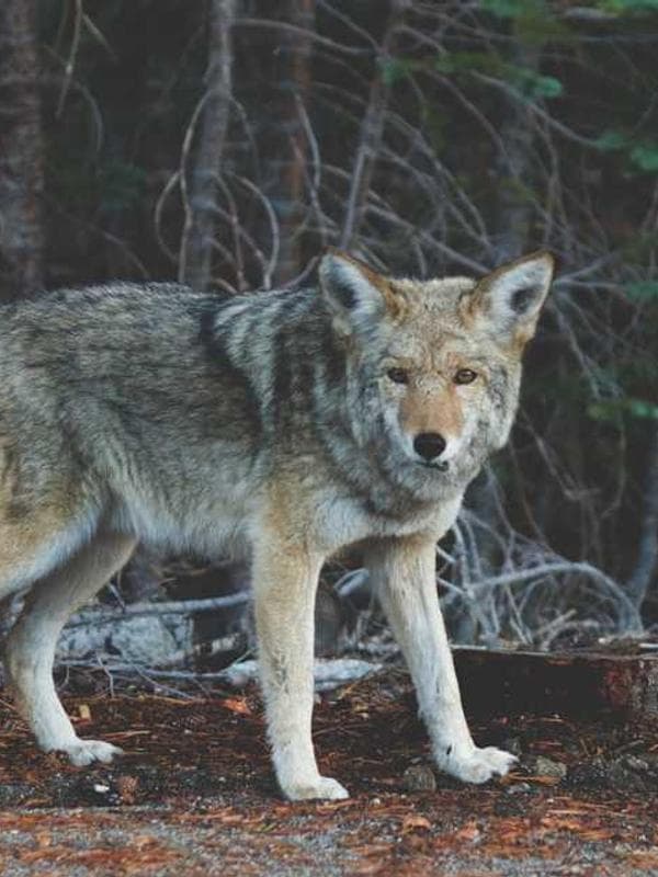 포코 니트 네이비